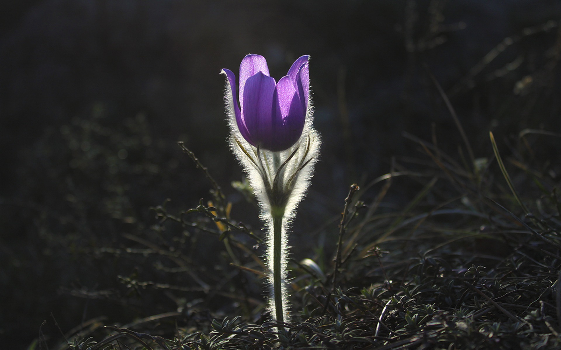 pasqueflower-1585303_1920